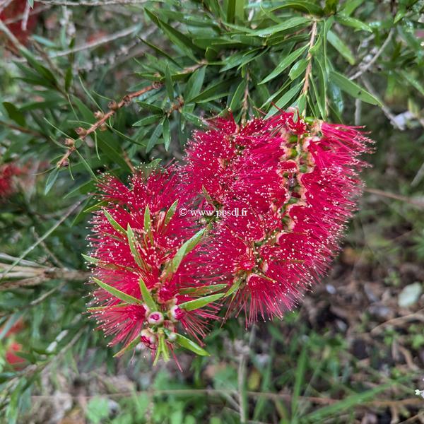 Callistemon Mini Red (2)