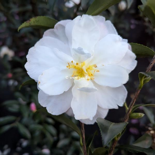 Camellia sasanqua Sayaka (2)