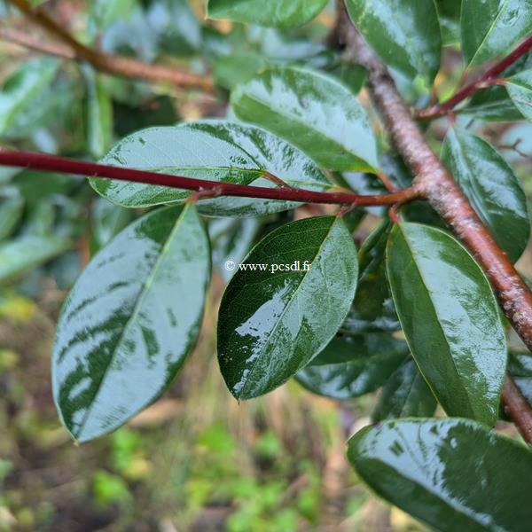 Cotoneaster glaucophyllus Serotinus (1)