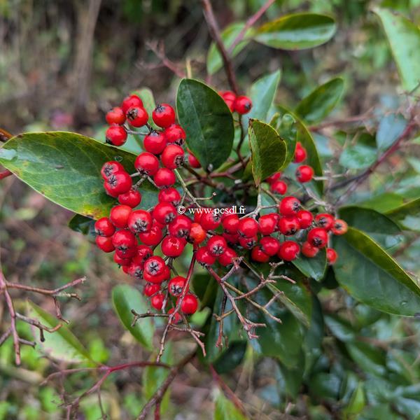 Cotoneaster glaucophyllus Serotinus (2)