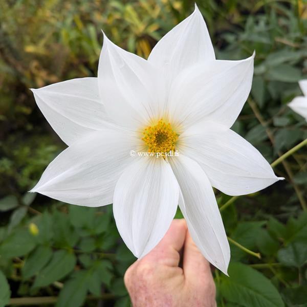 Dahlia imperialis Alba