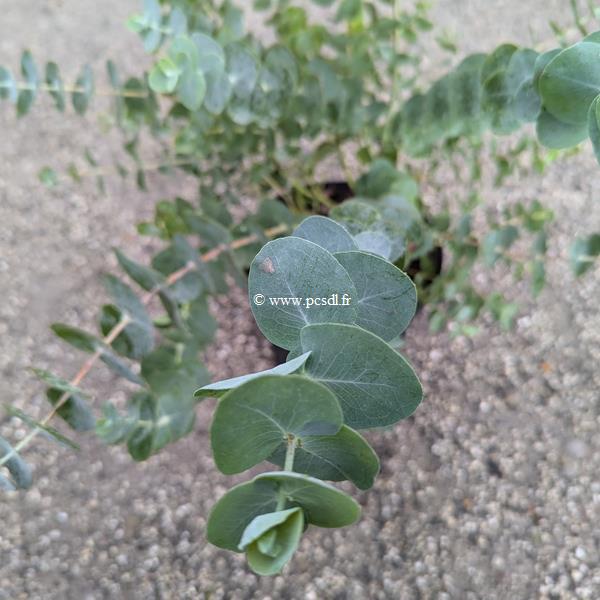 Eucalyptus cinerea Silver Dollar (1)