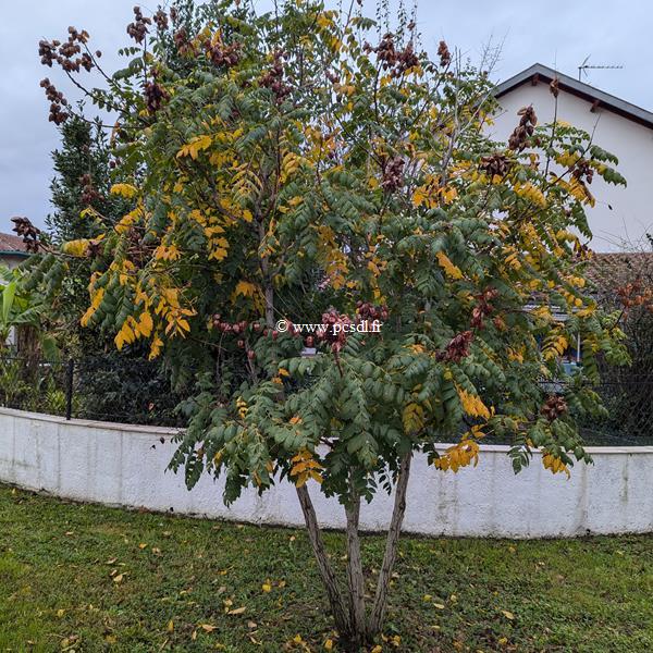 Koelreuteria paniculata (2)