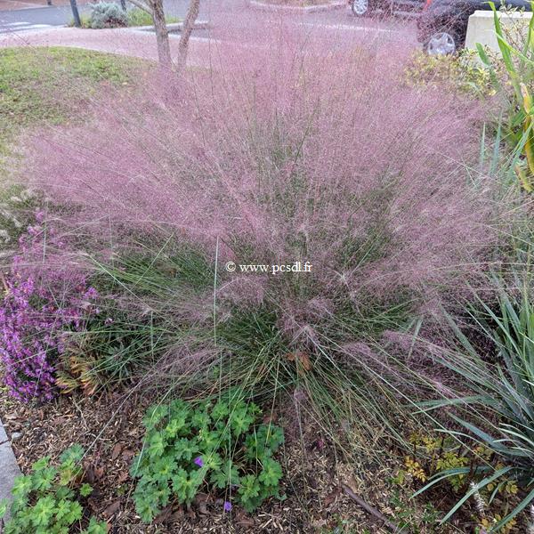 Muhlenbergia capillaris (1)