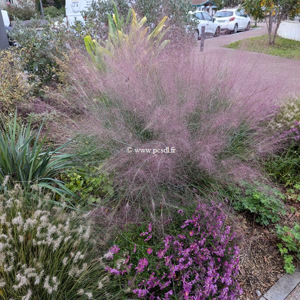 Muhlenbergia capillaris (2)