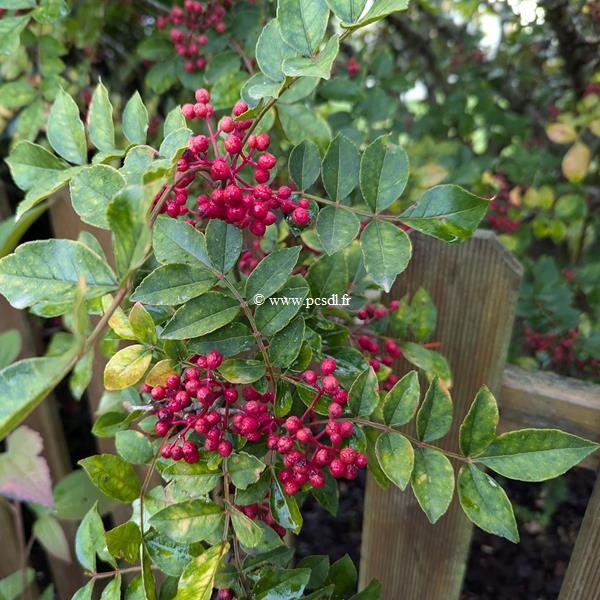Zanthoxylum piperitum