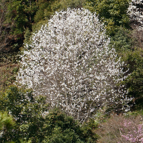 Magnolia kobus (2)