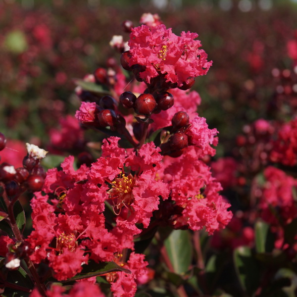Lagerstroemia indica Enduring Summer Red