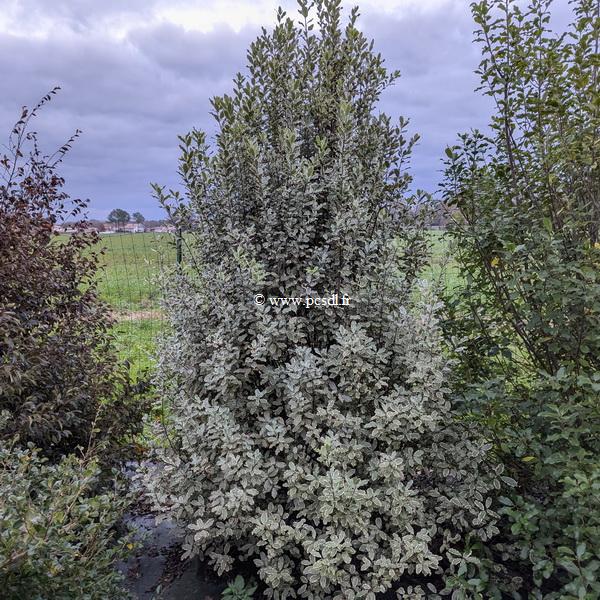 Pittosporum tenuifolium Elisabeth