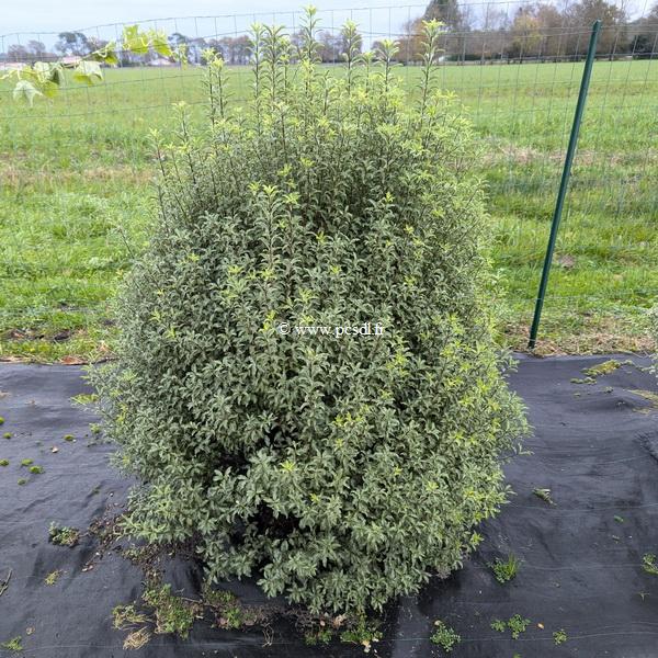 Pittosporum tenuifolium Penmarch