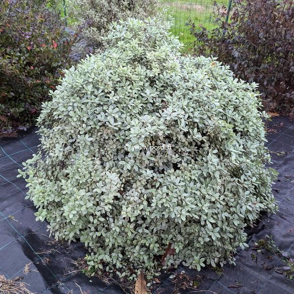 Pittosporum tenuifolium Silver Ball