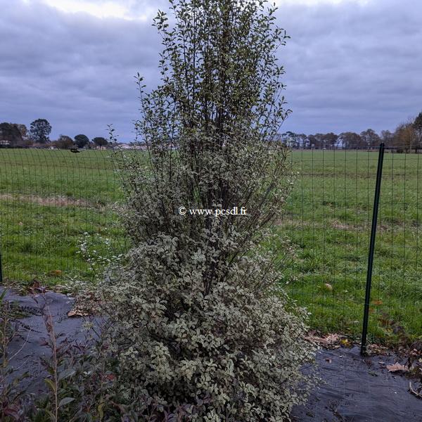 Pittosporum tenuifolium Victoria