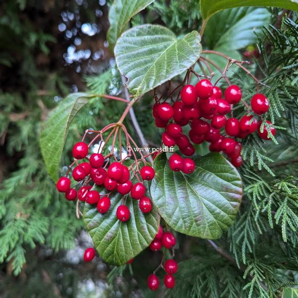 Viburnum japonicum (2)