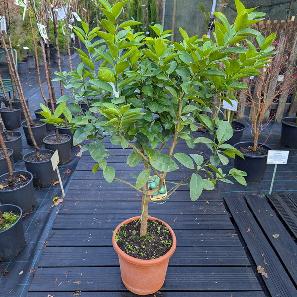 Citrus aurantifolia (Citron vert) (3)