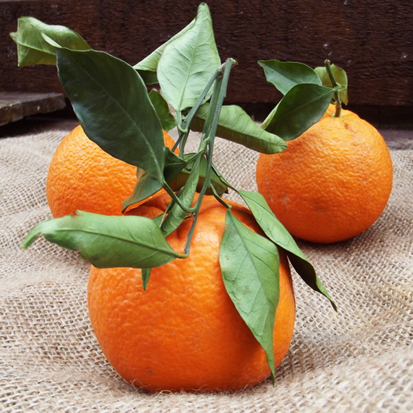 Citrus reticulata Mandarine