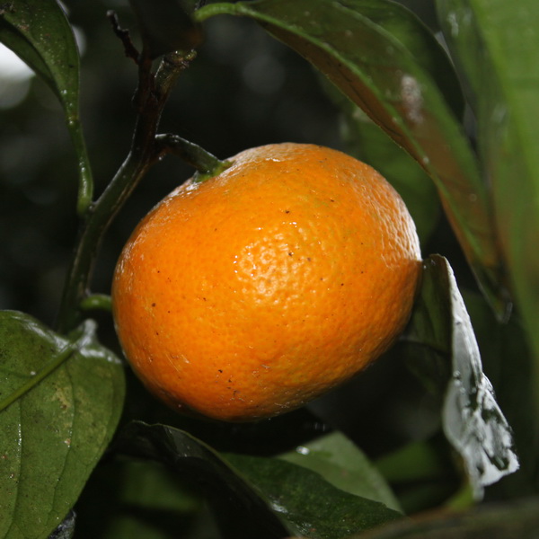 Mandarinier