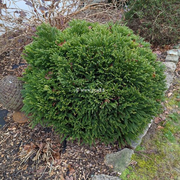 Cryptomeria japonica Globosa Nana