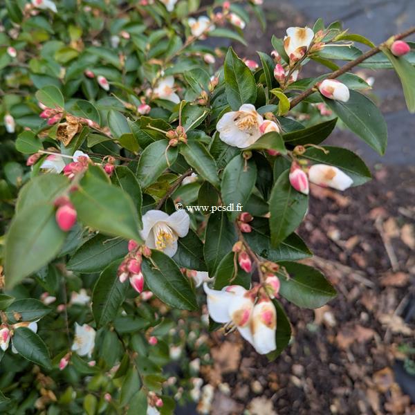 camellia transnokoensis (1)