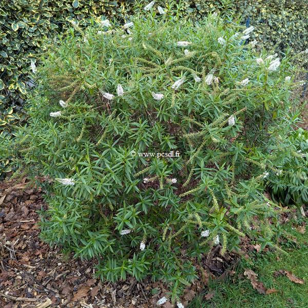 Hebe salicifolia (2)