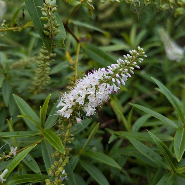 Hebe salicifolia (1)