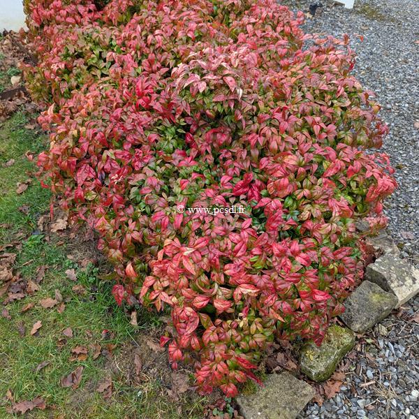 Nandina domestica Fire Power