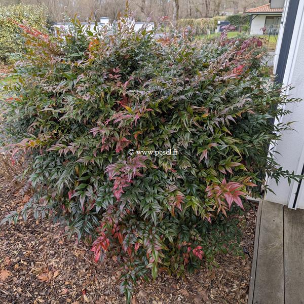 Nandina domestica Obsessed
