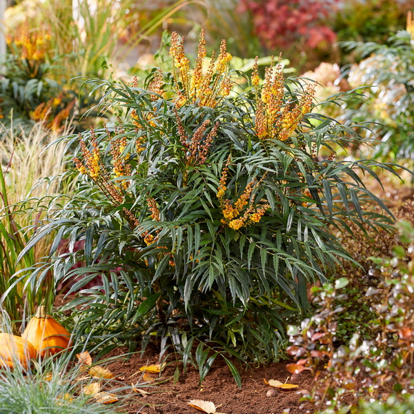 Mahonia Volcano (11)