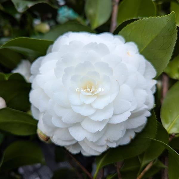 Camellia japonica Mathotiana Alba (1)