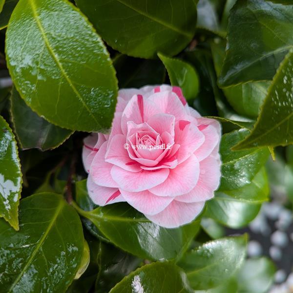 Camellia japonica Bonomiana