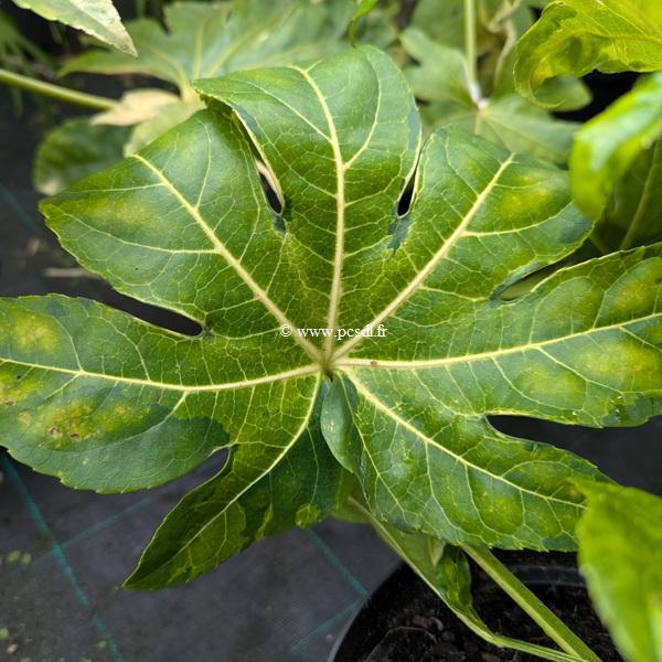 Fatsia japonica Camouflage (2)