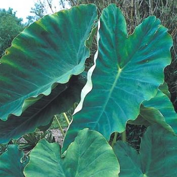 Colocasia esculenta Jacks Giant