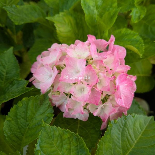 Hydrangea macrophylla My Sisters Garden (1)