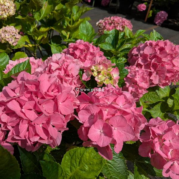 Hydrangea macrophylla My Sisters Garden