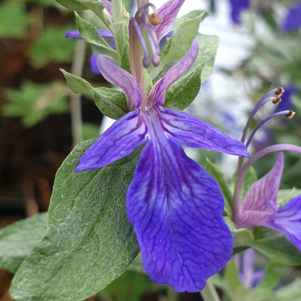 Teucrium fruticans Indyho
