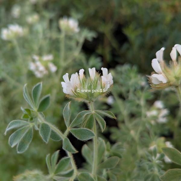 Dorycniul hirsutum Fréjorgues (1)