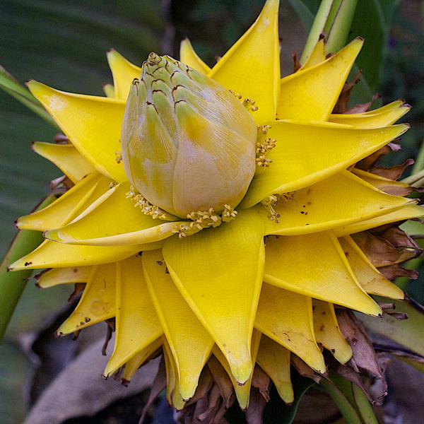 Musella lasiocarpa (2)
