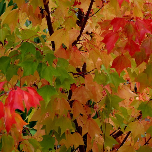 Acer buergerianum (3)