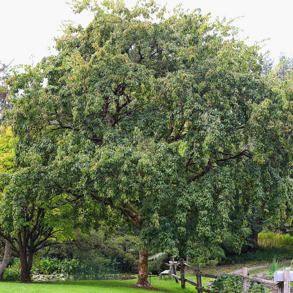 Acer buergerianum