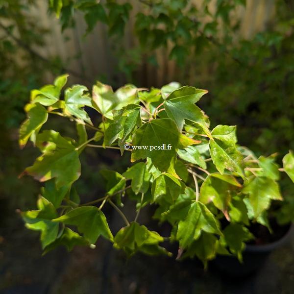 Acer buergerianum (5)