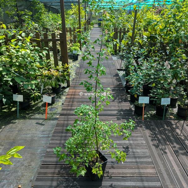 Acer buergerianum (4)