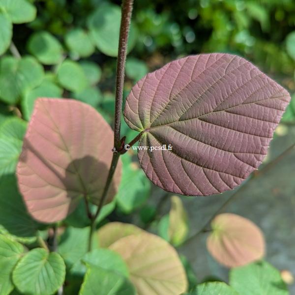 Corylopsis sinensis sinensis Spring Purple