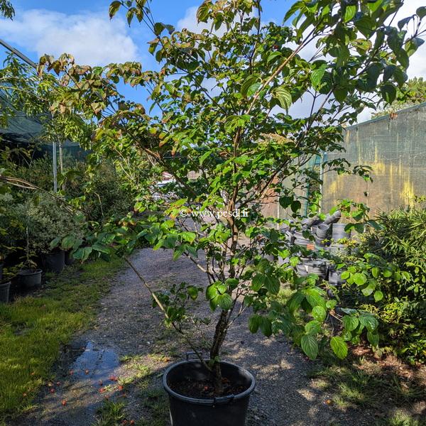 Cornus kousa Radiant Rose