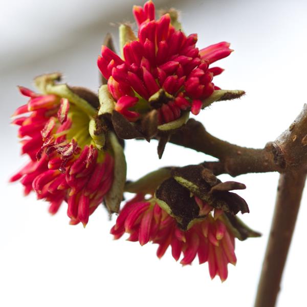 Parrotia persica (4)