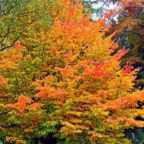 Parrotia persica (5)