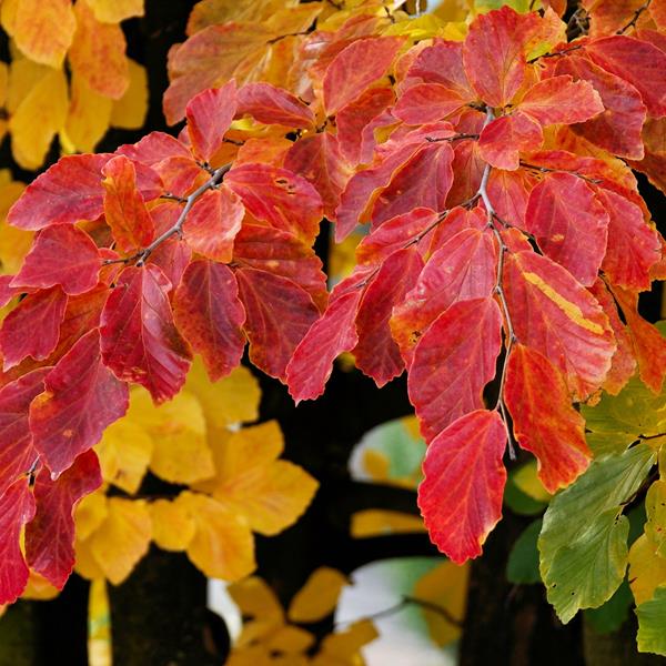 Parrotia persica (3)