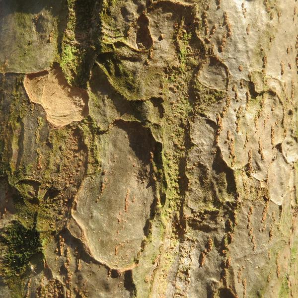 Parrotia persica (1)