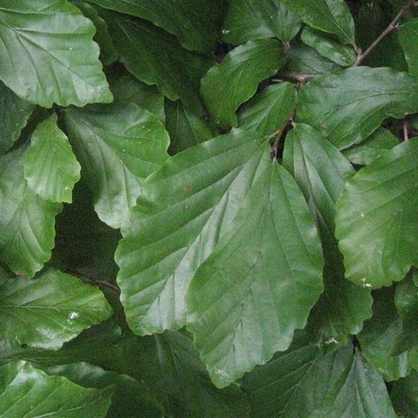 Parrotia persica (2)