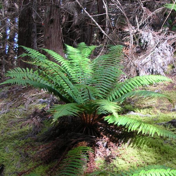 Dryopteris wallichiana