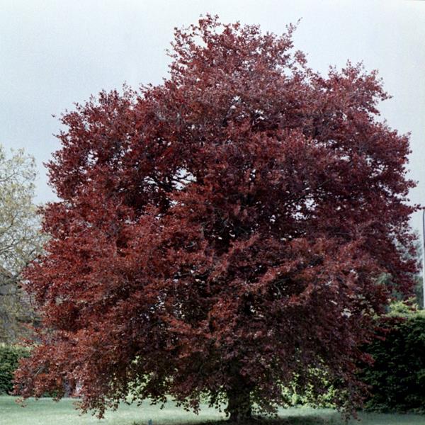 Fagus sylvatica Purpurea (2)