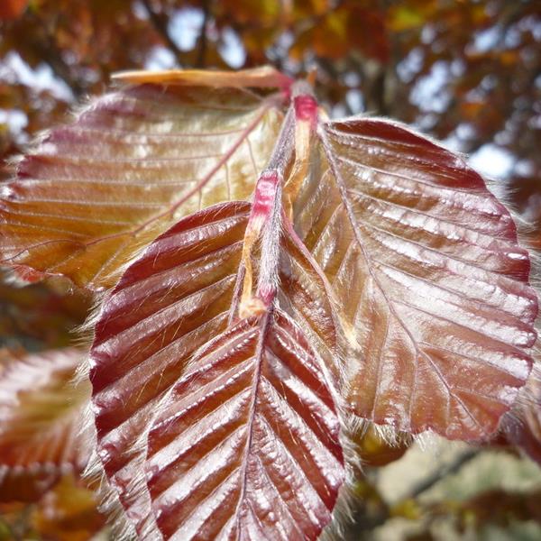 Fagus sylvatica Purpurea (4)